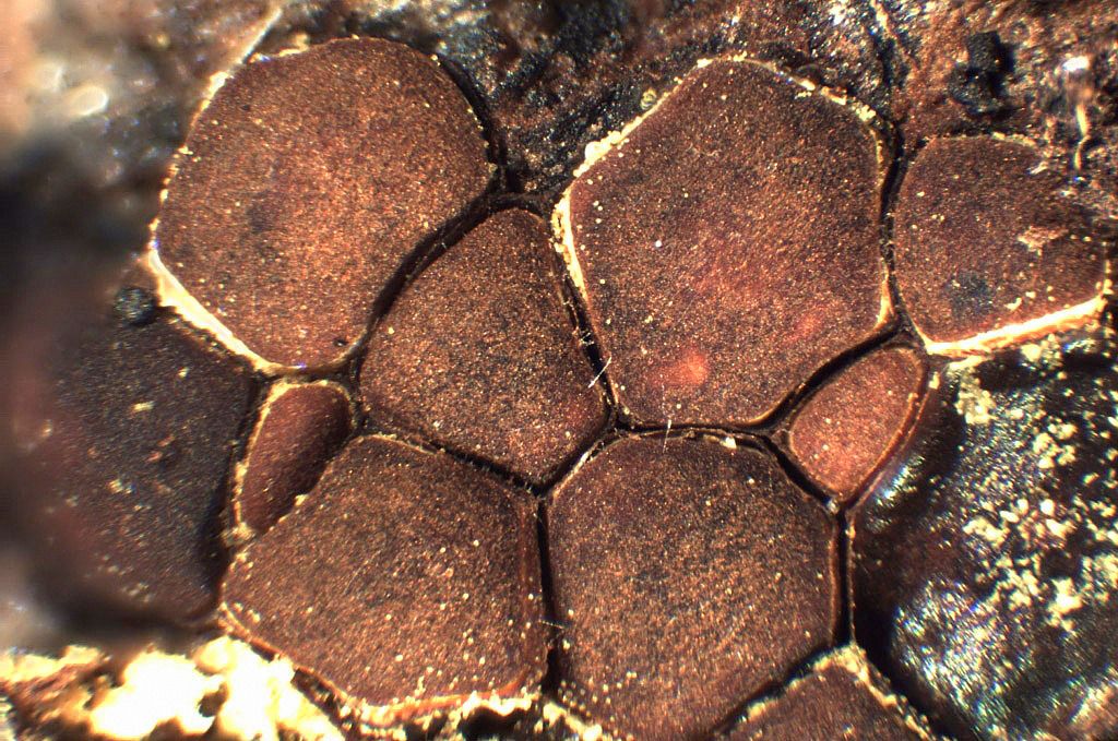 Perichaena depressa?